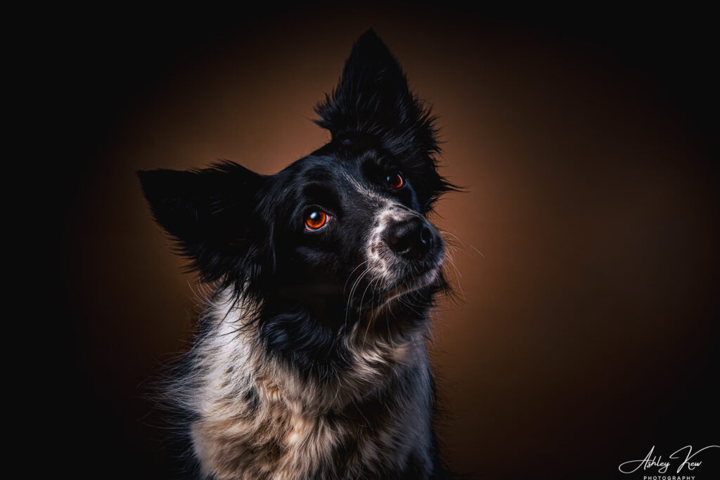 A black and white Border Collie with bright, expressive eyes looks up with its head tilted, set against a dark brown background. Copyright Ashley Kew Photography - All Rights Reserved
