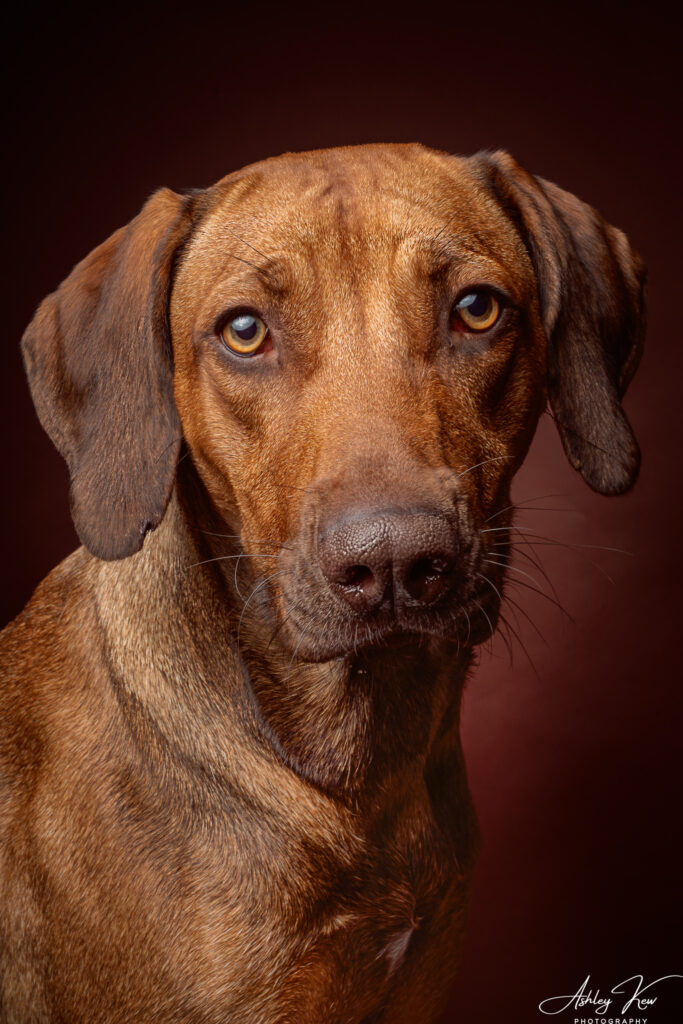 A brown dog with expressive eyes and floppy ears poses against a dark reddish-brown background, looking directly at the camera. The image has a signature in the lower right-hand corner. Copyright Ashley Kew Photography - All Rights Reserved