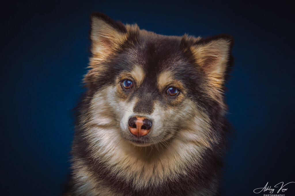 A close-up portrait of a fluffy dog with dark fur, tan markings, and upright ears, looking directly at the camera against a solid dark blue background. Copyright Ashley Kew Photography - All Rights Reserved