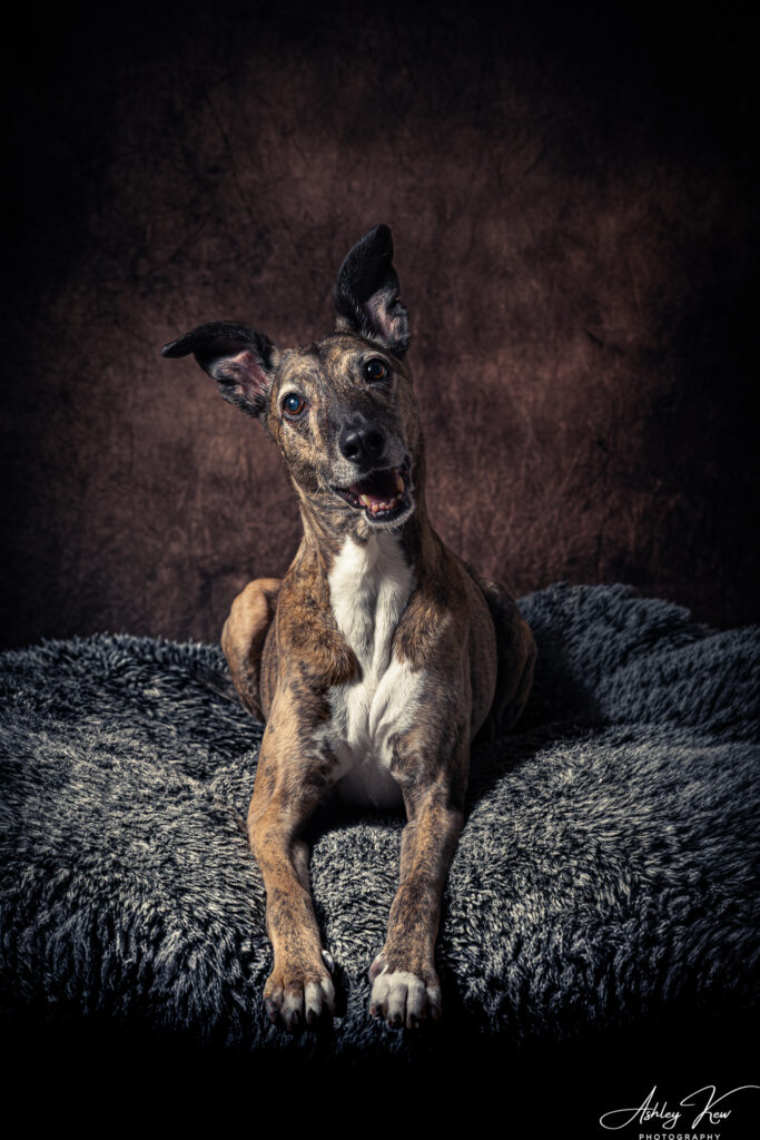 A brown and white greyhound dog with upright ears lies on a fluffy grey rug, looking up with a curious expression against a dark brown textured background. Copyright Ashley Kew Photography - All Rights Reserved