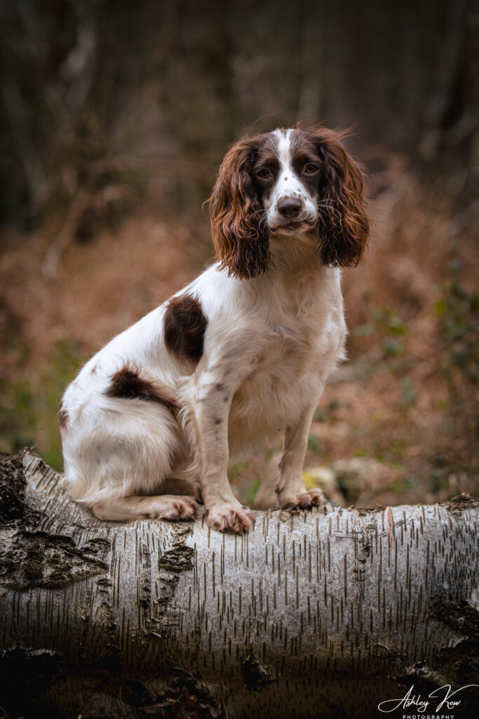 A brown and white dog with long ears sits on a fallen tree trunk in a forest, looking directly at the camera. The background is blurred with earthy tones of brown and green foliage. Copyright Ashley Kew Photography - All Rights Reserved